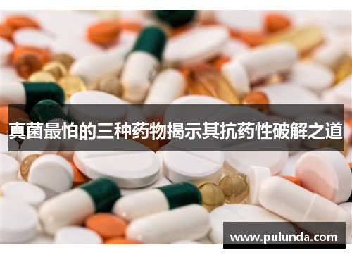 真菌最怕的三种药物揭示其抗药性破解之道