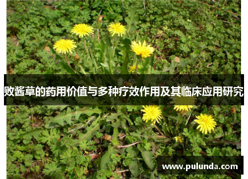 败酱草的药用价值与多种疗效作用及其临床应用研究