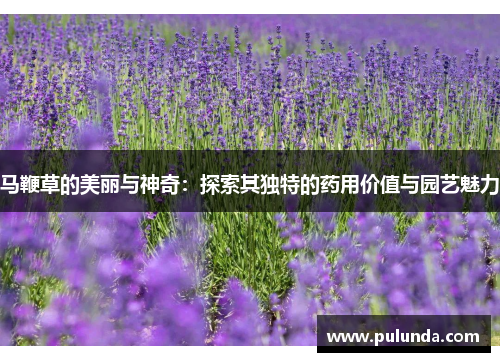 马鞭草的美丽与神奇：探索其独特的药用价值与园艺魅力