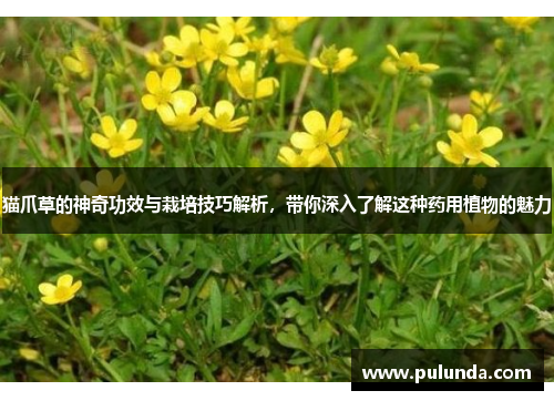 猫爪草的神奇功效与栽培技巧解析，带你深入了解这种药用植物的魅力